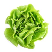 Hydroponics