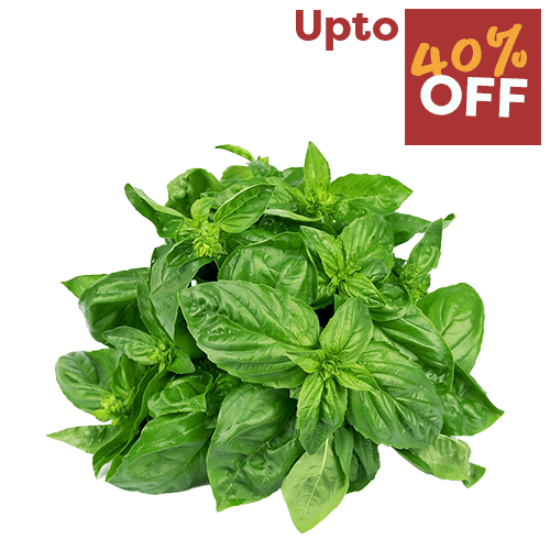 Fresh Herbs & Spices